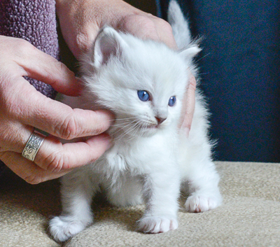 ragdoll kitten